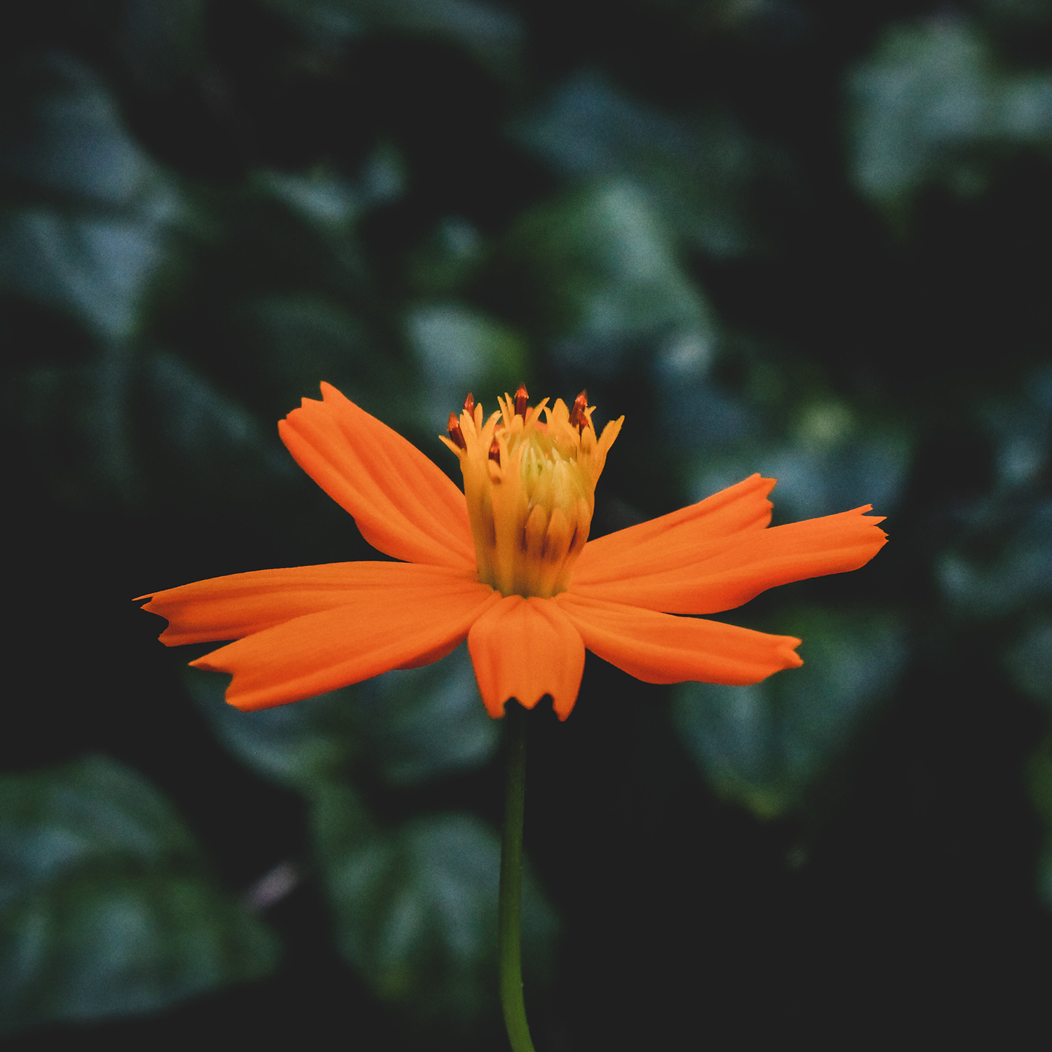 Odoo image and text block